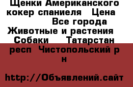 Щенки Американского кокер спаниеля › Цена ­ 15 000 - Все города Животные и растения » Собаки   . Татарстан респ.,Чистопольский р-н